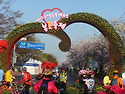 여의도 봄꽃축제 (2015.4.11.)