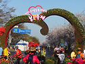여의도 봄꽃축제 (2015.4.11.)