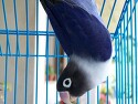 Violet blackmasked Lovebird