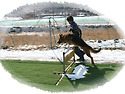 셰퍼드 칸쵸 기본복종..