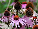 에키네시아(Echinacea)