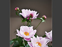 나랑 디카랑 ~ 芍藥花
