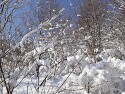 강원도 평창 고루포기산 눈산행 사진