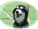 말라뮤트 곰이~