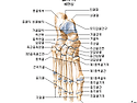 발의 기능
