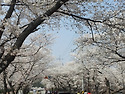 경주 보문단지 벗꽃.
