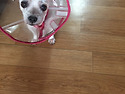 송이. 우리 이쁜 쫑이^^