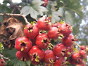 산사자