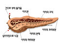 췌장(이자)