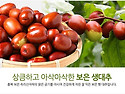 11월 2(월) 문광저수지 은행나무 / 속리산 오리숲 단풍