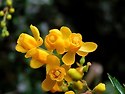 깔라파떼 Calafate, Berberis microphylla 씨앗 주문 받습니다