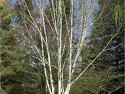 Himalayan Birch | Betula Utilis Var Jacquemontii ‘Sno..