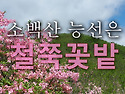 [접수] 818차 송탄산악회 25년6월1일(일)소백산 초암사-국망봉-비로봉(1,493m)철쭉산행.