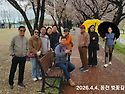 동천 벚꽃길(2026.4.4)