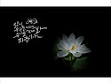 정안천 연지