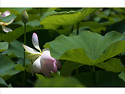 옥천연지