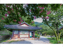 신원사 배롱나무