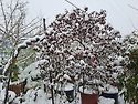 마삭줄
