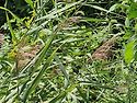 달뿌리풀(Runner reed)