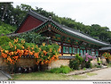 회룡사 능소화