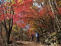 명품숲길50선 강원도 정선 항골숨바우길