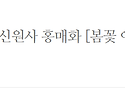 계룡산 신원사 홍매화