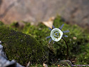 변산바람꽃