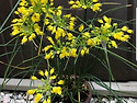 노랑꽃부추