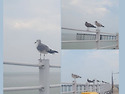 궁평항