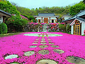 산청 대명사 꽃잔디,생초조..