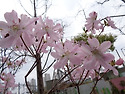 일요산행(도봉산)