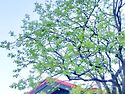 별장