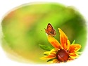 꽃과 나비-황영준 디카시