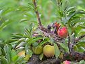 되지빠귀