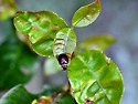 가시다리수염잎벌레