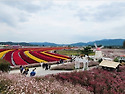 철원 고석정꽃밭/고석정/은하수교/주상..