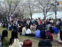 석촌호수 벚꽃축제