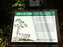지리산 뱀사골,와온마을 천년송