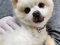 [공차/포메라니안/남아] 솜인형 같은 ..