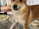 [워리/믹스/여아]사람 손길이 반가운 ..