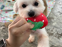[애플/말티즈/여아]사랑스러운 뽀뽀쟁이..
