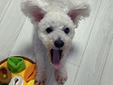 [어묵/비숑프리제/남아]사람 손길이 좋..