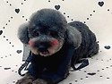 [연화/푸들/여아]강화즈 공주님&#12