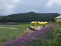 경상북도 경주시 하동 "하동지(鰕洞池)..