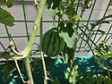 [07.31] 오늘의 옥상텃밭 ..