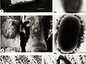홍다리얼룩새우의 Photobacterium..