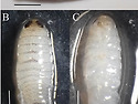 기생성 등각류(isopod) Cymothoa..