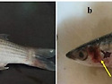 숭어의 Enterobacter cloacae