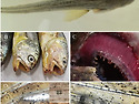 부세의 Amyloodinium ocellatum