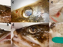 호수 송어 (lake trout)의 Salmo..